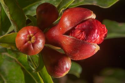 Punica granatum - انار